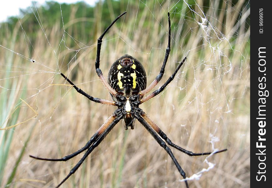 Spider sitting in his own net. Spider sitting in his own net