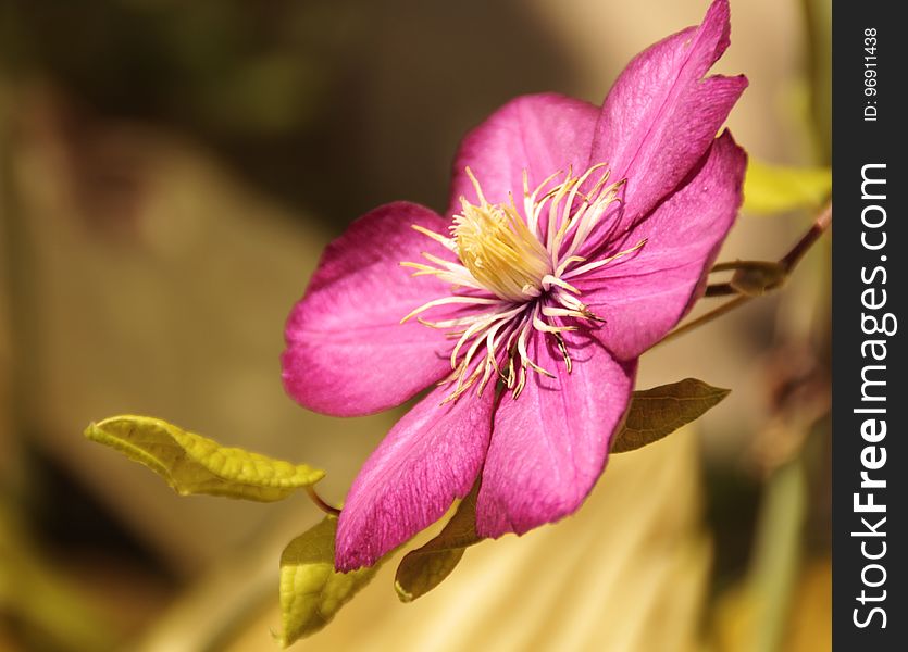 Flower, Flora, Plant, Close Up