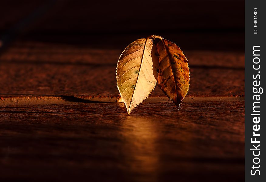 Leaf, Macro Photography, Wood, Still Life Photography