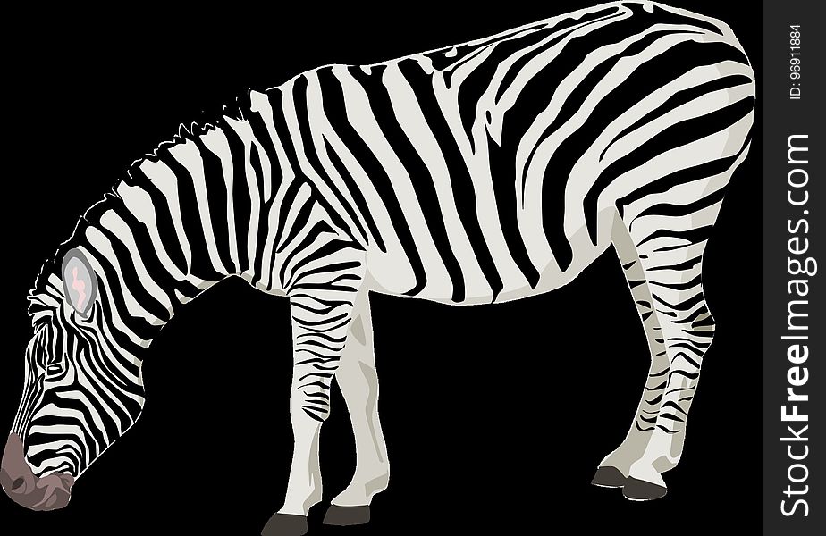Zebra, Wildlife, Black And White, Terrestrial Animal