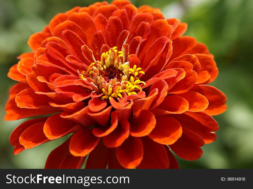 Flower, Orange, Petal, Annual Plant