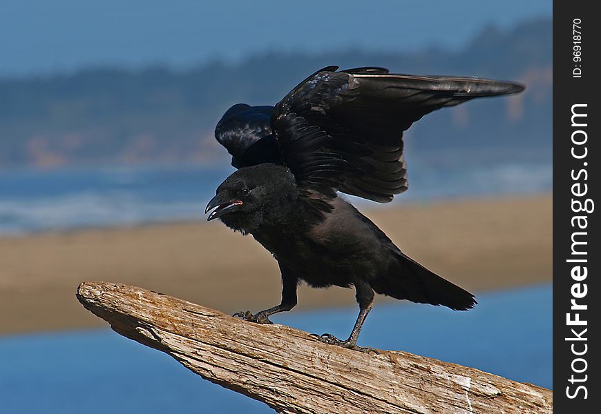 Bird, American Crow, Crow Like Bird, Crow