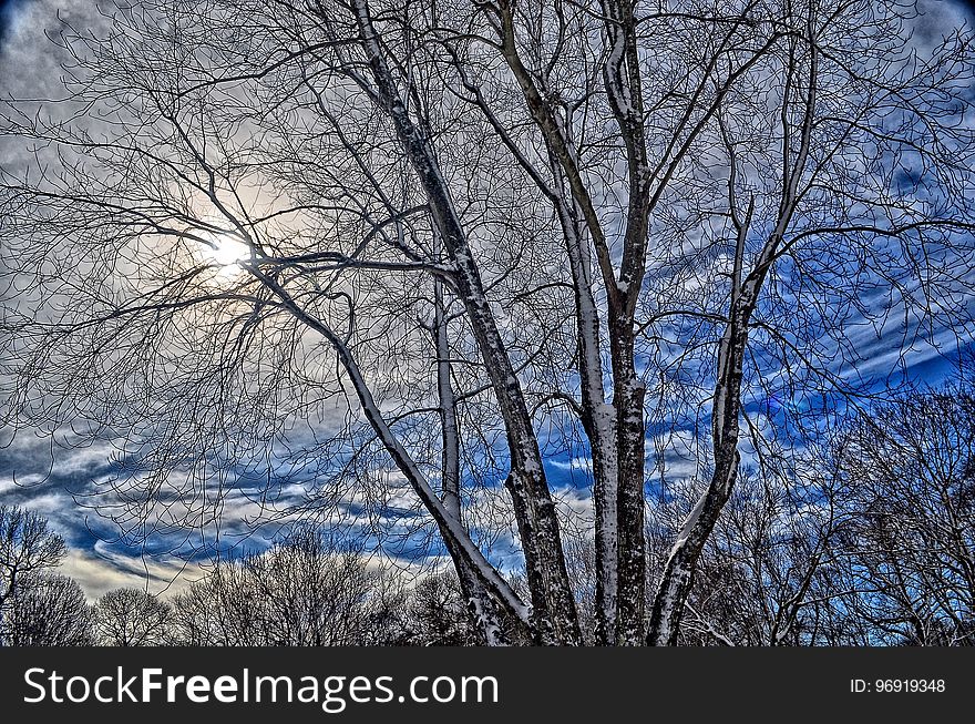 Sky, Branch, Tree, Winter