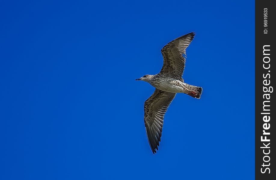 Bird, Fauna, Sky, Beak