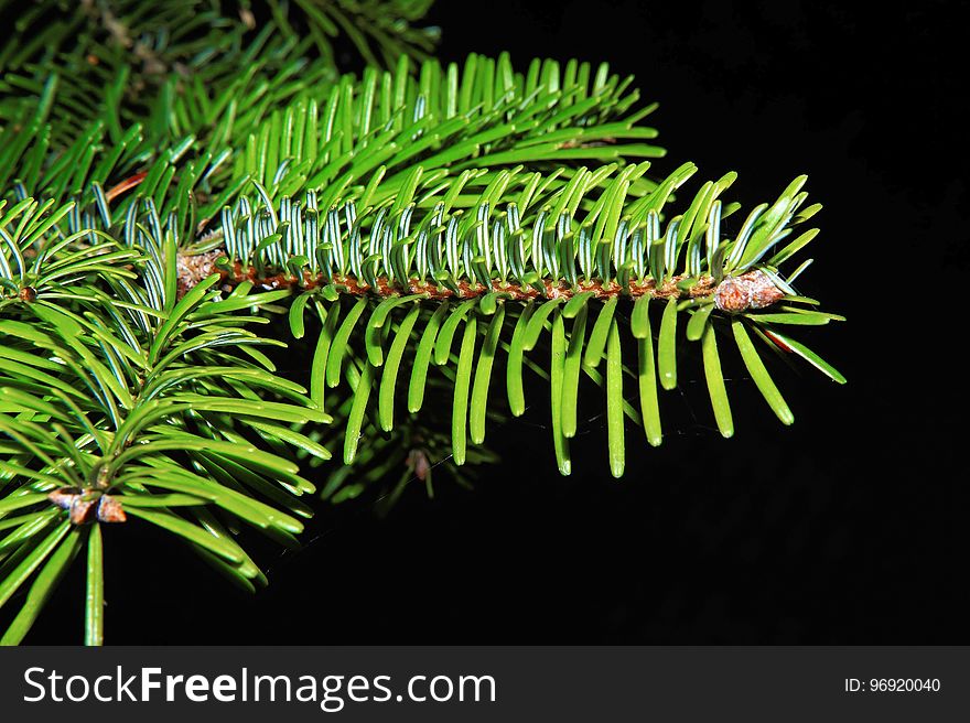 Pine Family, Plant, Spruce, Conifer