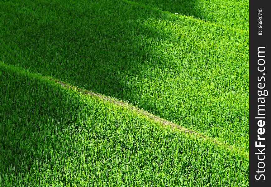 Grass, Green, Field, Lawn
