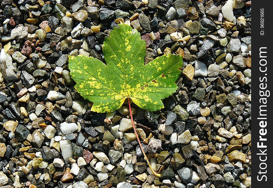 Leaf, Plant, Autumn