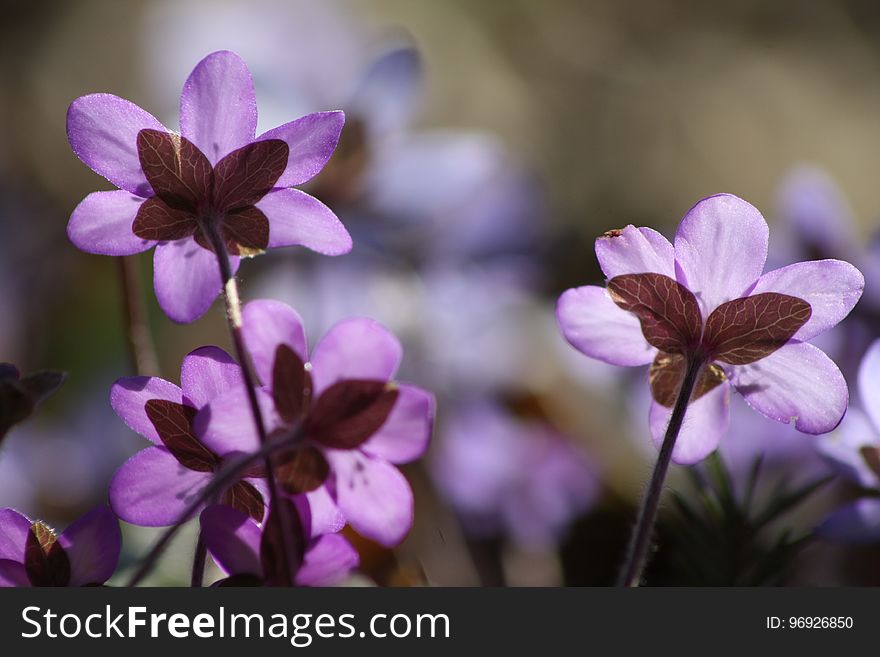 Flower, Flora, Purple, Plant