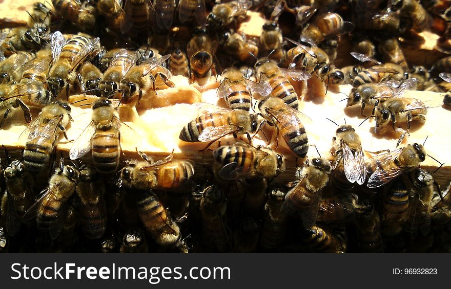 Insect, Arthropod, Pollinator, Beehive