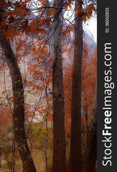 Brown, Plant, Natural Landscape, Twig