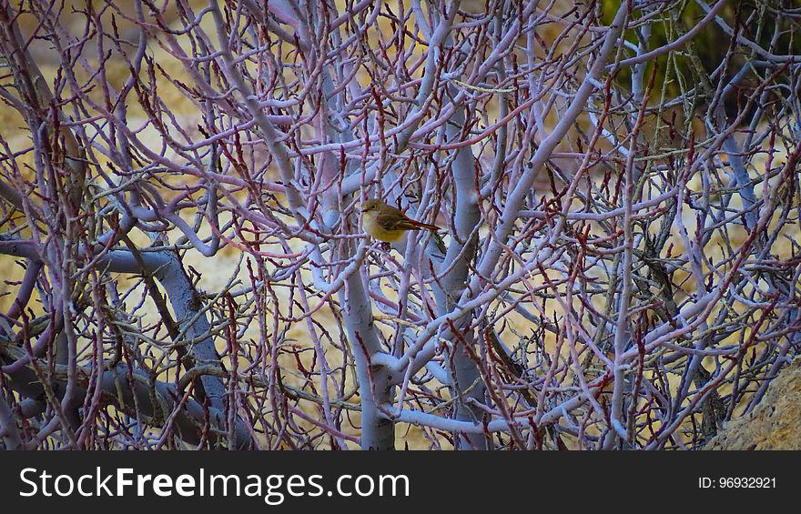 Bird, Plant, Twig, Beak, Wood, Feather