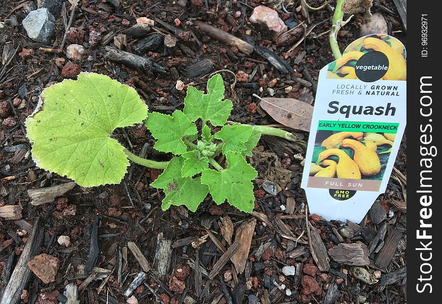 Can The Squash Come Back In Time