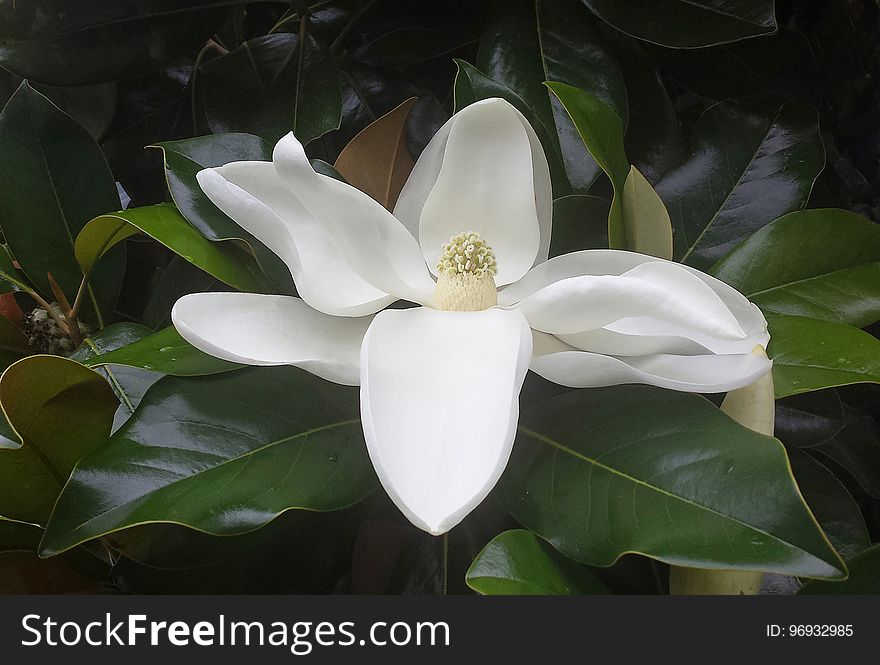 NC 09 - MAGNOLIA BLOSSOM &#x28;Magnolia grandiflora&#x29; &#x28;June 2017&#x29;