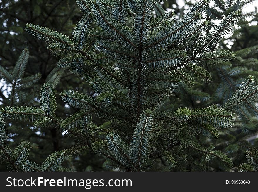 Green Pine Tree Branches With Needles