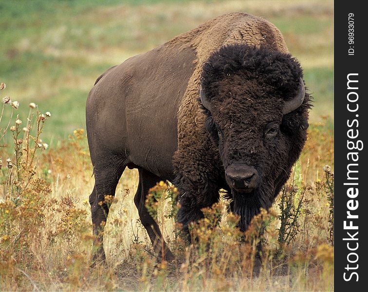 Large Bison