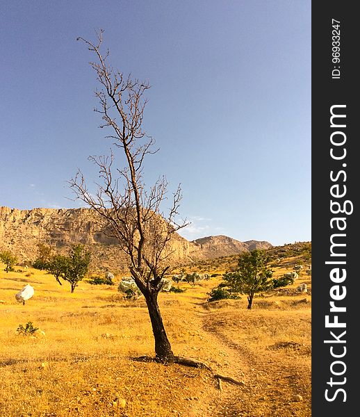 Sky, Plant, Plant community, Natural landscape, Tree, Twig