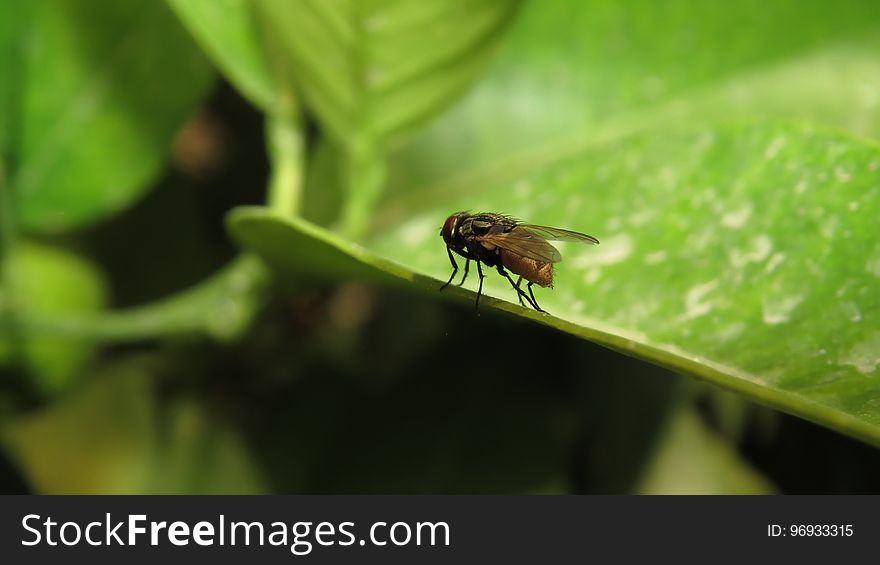 Eye, Insect, Arthropod, Organism, house fly, Pest