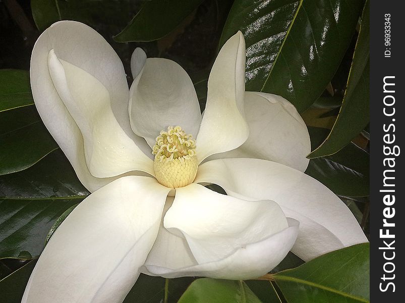 NC 11 - MAGNOLIA BLOSSOM &#x28;Magnolia grandiflora&#x29; &#x28;June 2017&#x29