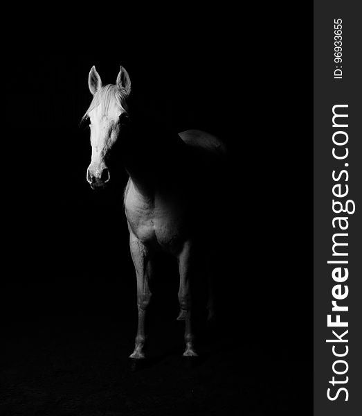 White Horse Black and White Photo