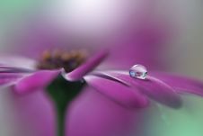Drop,floral Background Closeup.Tranquil Abstract Art Photography.Print For Wallpaper.Floral Fantasy Design.Nature,plant,pure. Royalty Free Stock Photo