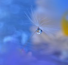 Dandelion Background Closeup.Tranquil Abstract Art Photography.Artistic Wallpaper.Fantasy Design.Blue Nature Background.Daisy,drop Royalty Free Stock Photo Dandelion Background Closeup.Tranquil Abstract Art Photography.Artistic Wallpaper.Fantasy Design.Blue Nature Background.Daisy,drop Royalty Free Stock Photo