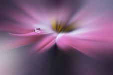 Drop On Floral Background Closeup.Tranquil Abstract Closeup Art Photography.Print For Wallpaper...Floral Fantasy Design... Royalty Free Stock Photo