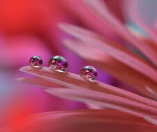 Drops On Floral Background Closeup.Tranquil Abstract Art Photography.Print For Wallpaper.Fantasy Design.Beautiful Nature.Natural. Royalty Free Stock Photography Drops On Floral Background Closeup.Tranquil Abstract Art Photography.Print For Wallpaper.Fantasy Design.Beautiful Nature.Natural. Royalty Free Stock Photography