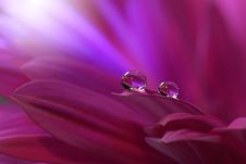 Drops On Floral Background Closeup.Tranquil Abstract Closeup Art Photography.Print For Wallpaper...Floral Fantasy Design... Stock Photography