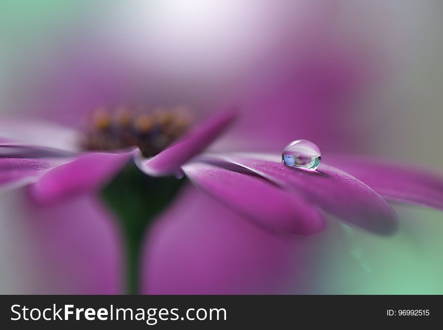 Drop,floral background closeup.Tranquil abstract art photography.Print for Wallpaper.Floral fantasy design.Nature,plant,pure.