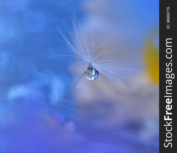 Dandelion Background Closeup.Tranquil Abstract Art Photography.Artistic Wallpaper.Fantasy Design.Blue Nature Background.Daisy,drop