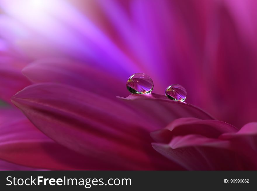 Drops on floral background closeup.Tranquil abstract closeup art photography.Print for Wallpaper...Floral fantasy design...