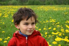 Meadow And Dandelions. Stock Photos Meadow And Dandelions. Stock Photos