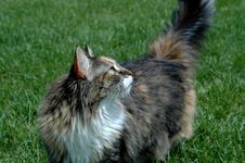 A Cat S Side Glance Stock Photo A Cat S Side Glance Stock Photo