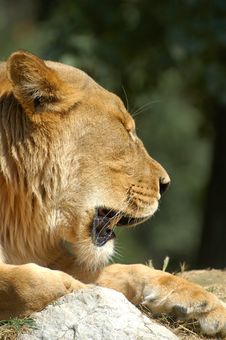 Lion Yawning Stock Photography