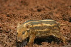 Baby Pig In The Mud 7 Stock Photo Baby Pig In The Mud 7 Stock Photo