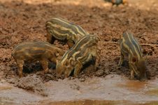 Baby Pigs In The Mud 6 Stock Images Baby Pigs In The Mud 6 Stock Images