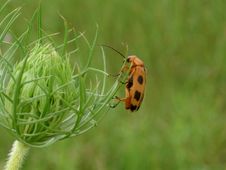 Bug And Flower Bud Stock Photos Bug And Flower Bud Stock Photos