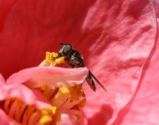Bee Collecting Pollen Royalty Free Stock Image