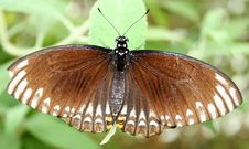 Brown Butterfly Royalty Free Stock Images