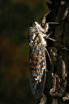Cicada Stock Images Cicada Stock Images