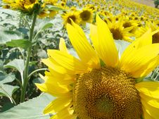 Sunflower Close Up 4 Stock Photography Sunflower Close Up 4 Stock Photography