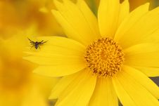 Yellow Flower And Spider Stock Photo Yellow Flower And Spider Stock Photo