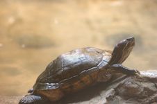 Red Eared Turtles Stock Photography Red Eared Turtles Stock Photography