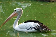 Black Goose - Cygnus Atramus Stock Image Black Goose - Cygnus Atramus Stock Image