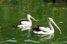 Black Goose - Cygnus Atramus Stock Images Black Goose - Cygnus Atramus Stock Images