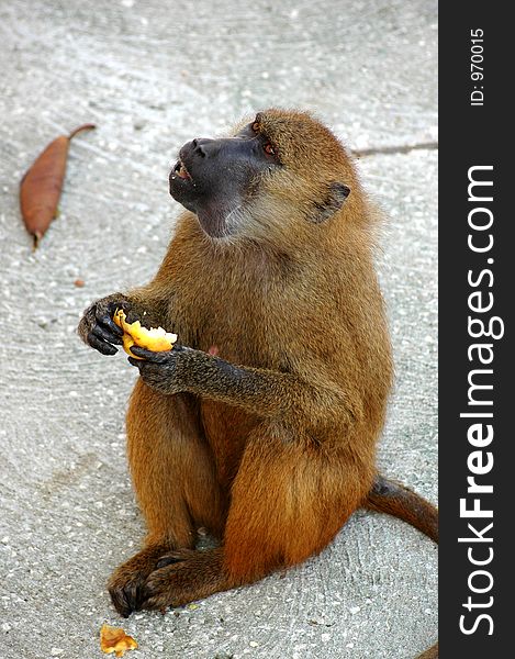 Monkey eating. Monkey eating