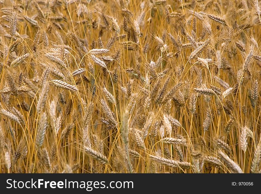 Full Frame of Wheat