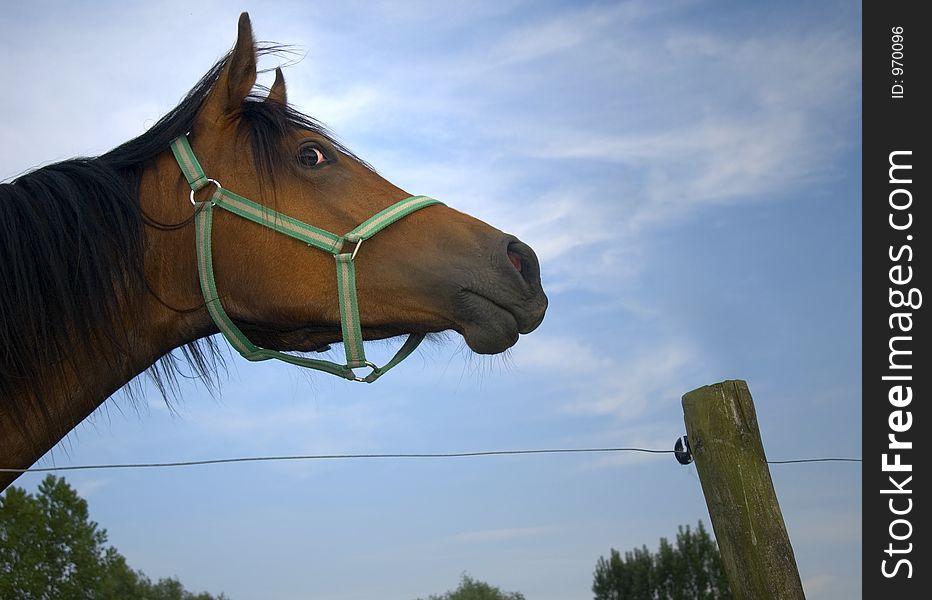 A horse staring at you. A horse staring at you