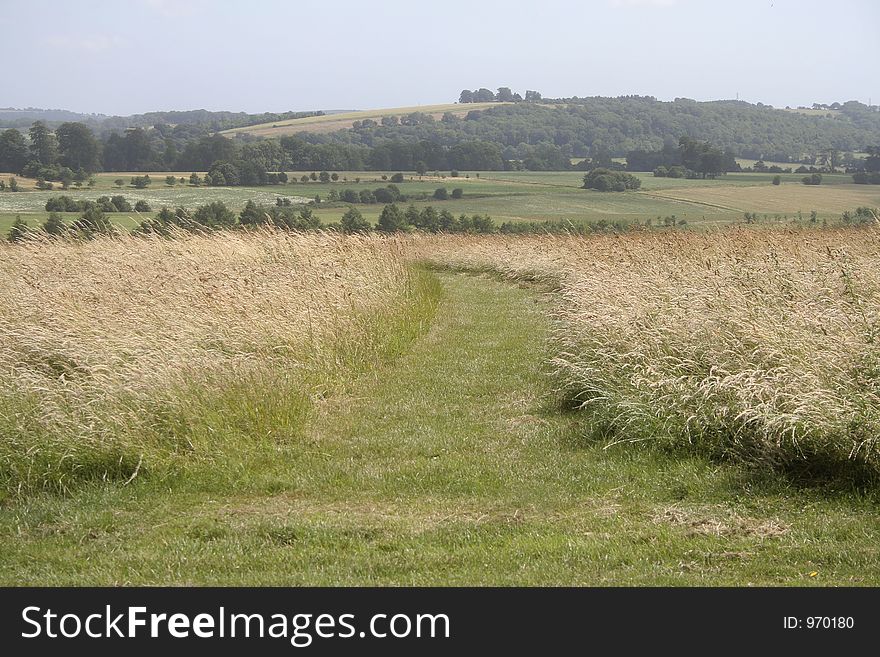 Path Through The Grass