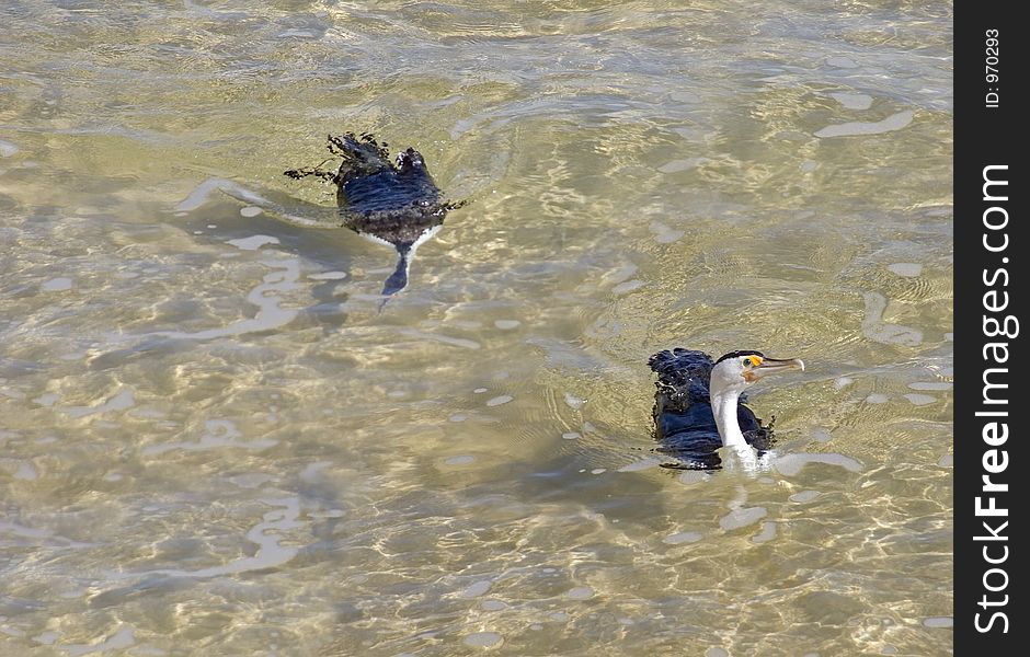 Two Cormorant, one diving underwater. Two Cormorant, one diving underwater.